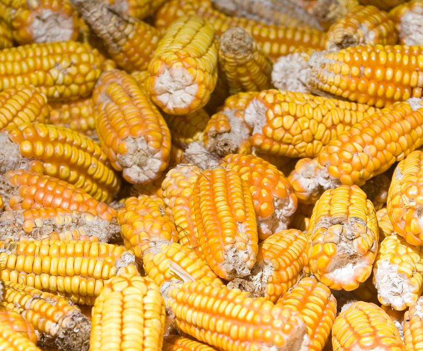 La Eurocámara pide a la CE que retire la autorización de un maíz transgénico