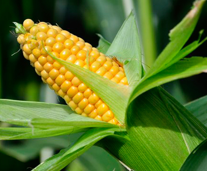 Nuevos maíces GMO aprobados por la CE