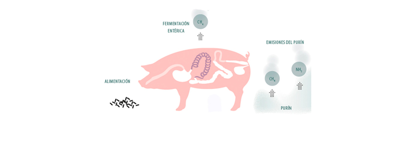 Efectos de la nutrición en las emisiones de gases procedentes del purín porcino