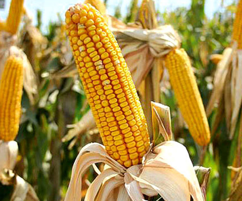 Finalmente la CE retira la autorización a varios maíces GMO