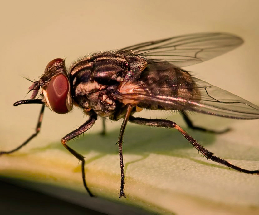 BioFlyFeed – las moscas como fuente de proteínas en alimentación animal