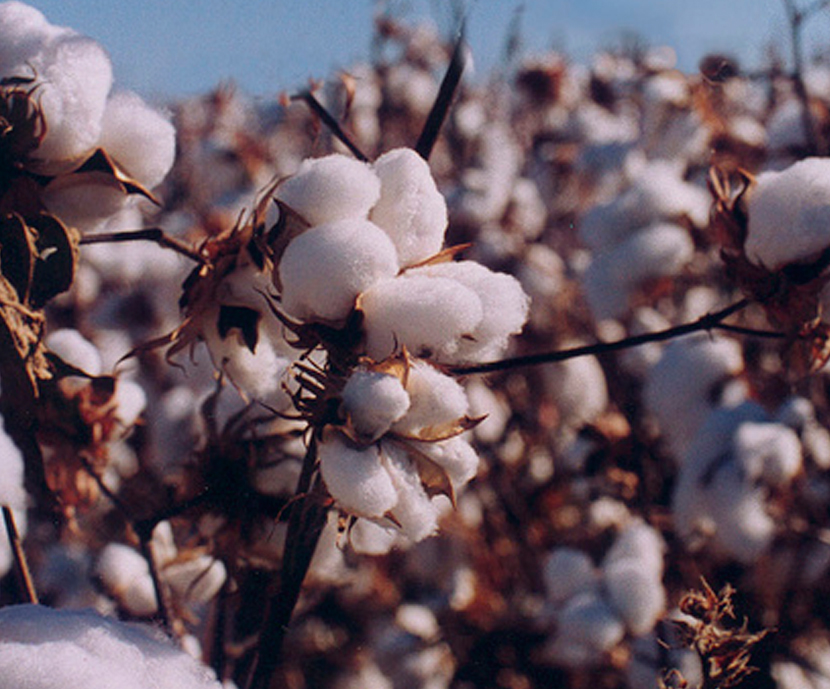 Especies de hongos que eliminan el compuesto tóxico gosipol de la semilla de algodón