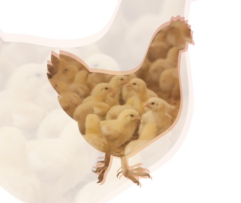 Nuevos objetivos de la nutrición en pollo de carne