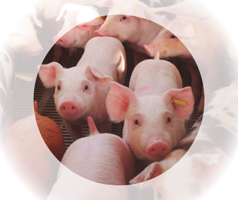 Inquietudes actuales y futuras del nutricionista del sector porcino