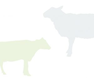 Inquietudes actuales y futuras del nutricionista en rumiantes