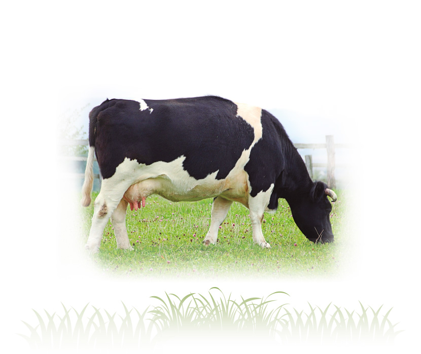Modulación del comportamiento ingestivo en vacas lecheras y su impacto en desempeño productivo