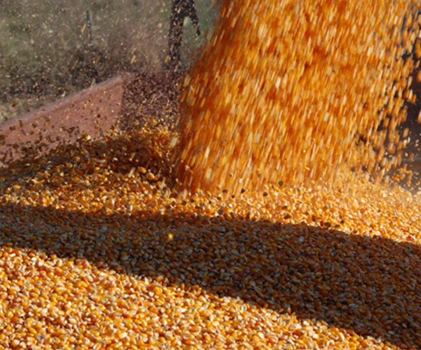 China pone fin a su reserva de maíz y presiona los precios mundiales