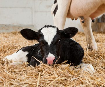 newborn calves