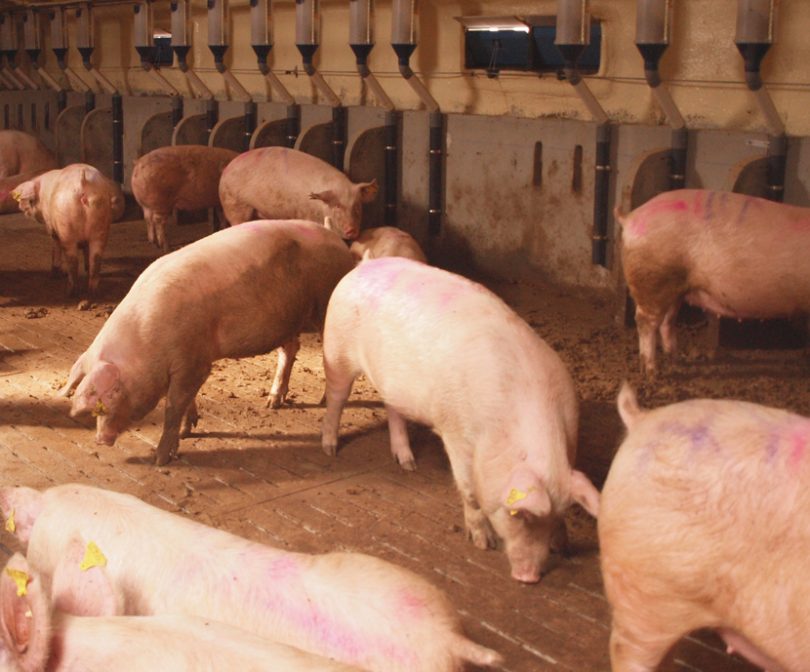 Eucommia ulmoides Extract: Dietary inclusion in fattening pigs