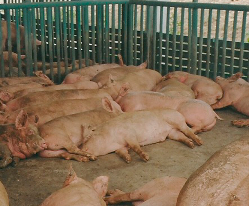 Crean en Cuba una tecnología para fabricar alimento ensilado para cerdos