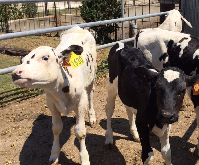 Calves’ artificial breeding and feeding