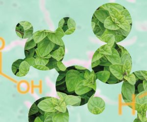 Combinaciones de derivados de plantas como estrategias para reducir la campylobacteriosis en broilers