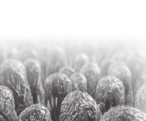 Efectos de los β-galactomananos vegetales sobre la barrera intestinal