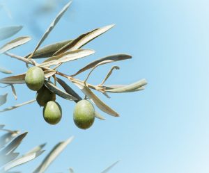 Subproductos de origen agroindustrial: Pulpa de aceituna