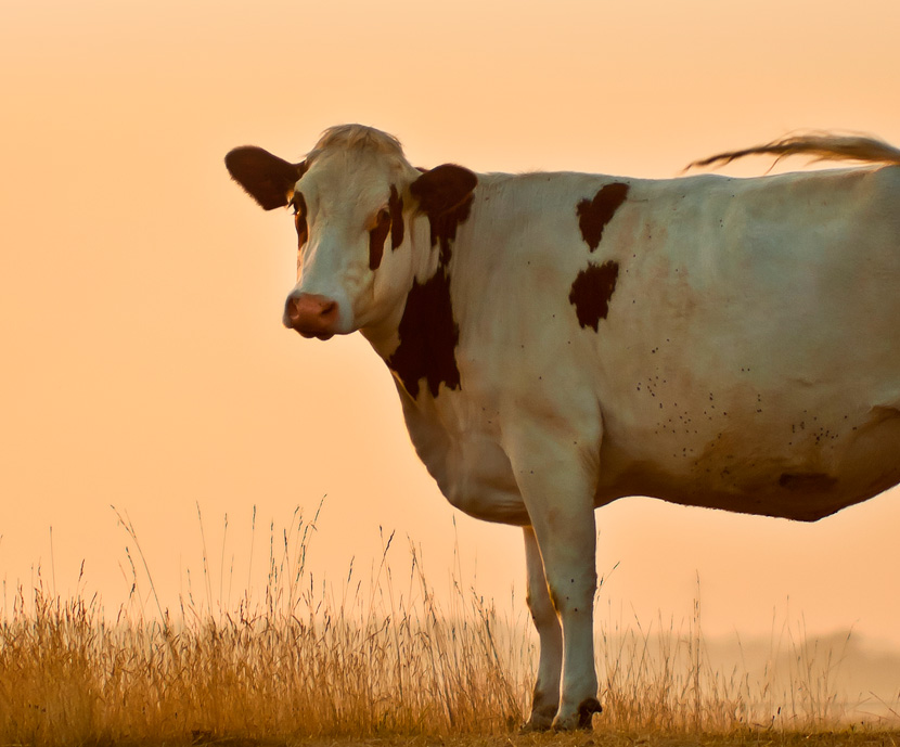 Estrategias nutricionales para combatir el estrés por calor en vacas...