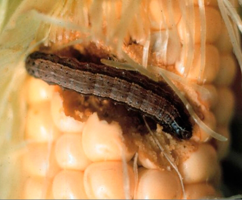 Plaga de gusano gris que azota el maíz en la provincia de León