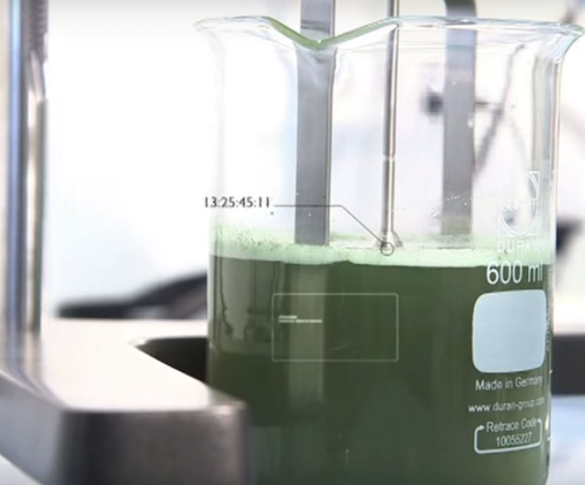 Un compuesto de algas verdes inhibe in vitro el crecimiento...
