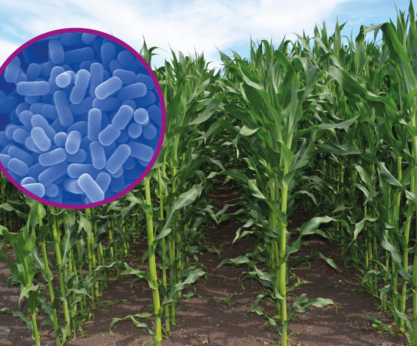 El ensilado de maíz versus la estabilidad aeróbica y las pérdidas de materia seca