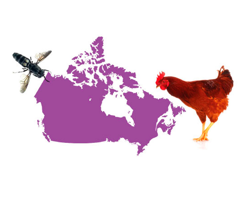 Canadá autoriza el uso de los insectos en piensos de aves