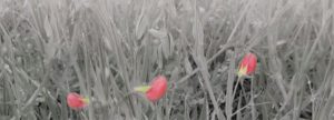 Materias primas alternativas I  <span style="color: #800080;">Titarros (Lathyrus cicera)</span>