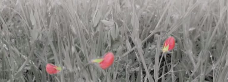 Materias primas alternativas I  <span style="color: #800080;">Titarros (Lathyrus cicera)</span>