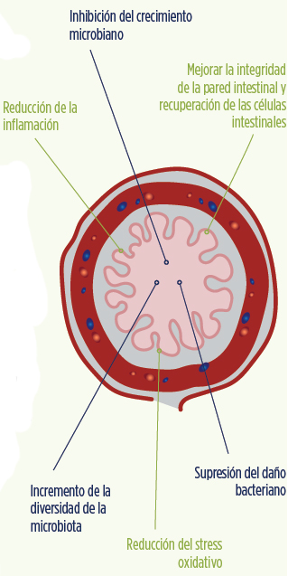 Cómo estabilizar la microbiota y fortalecer las propiedades de la ...