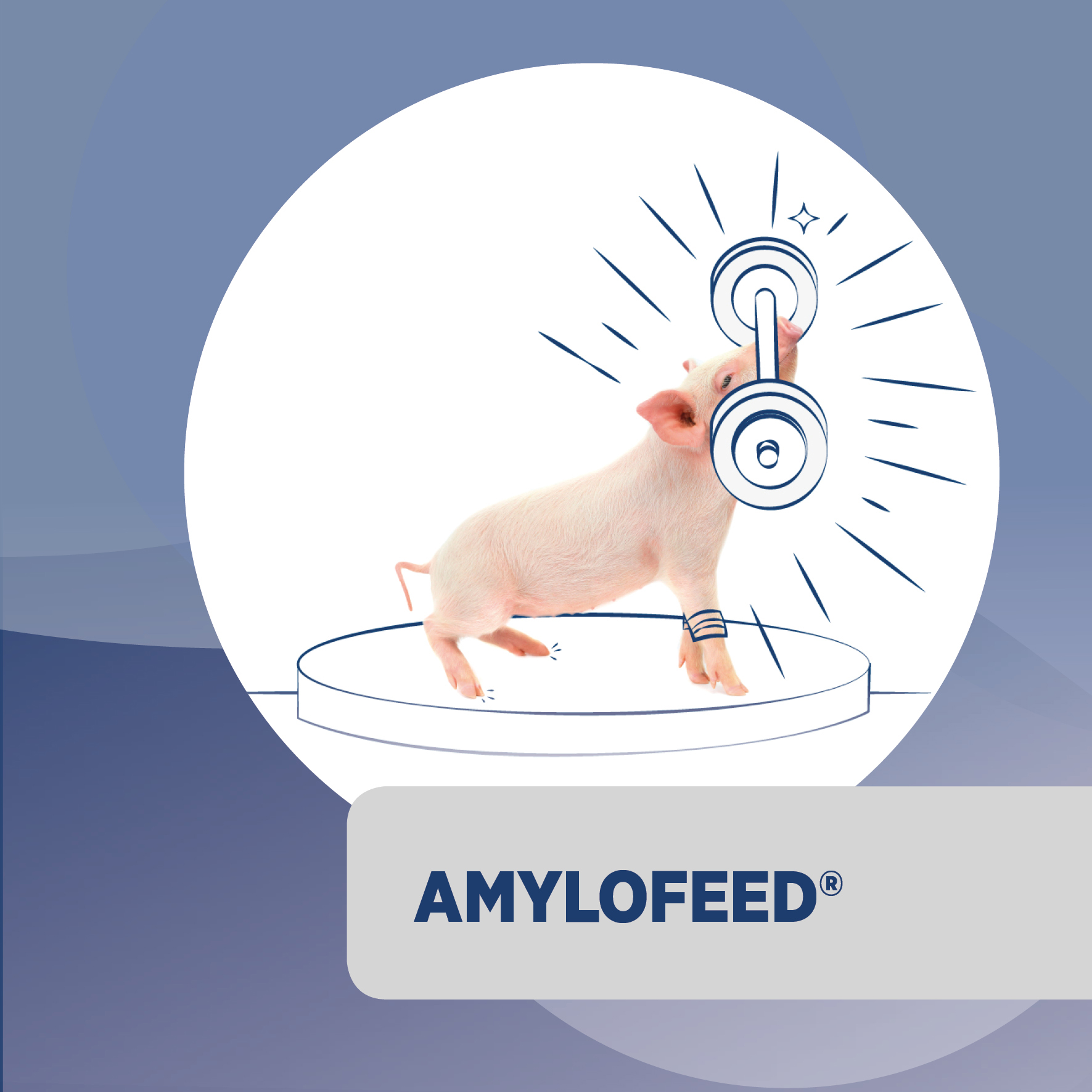 AMYLOFEED<sup>®</sup>