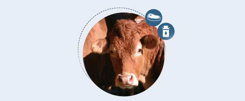 Alimentación proteica en rumiantes - nutriNews, la revista de nutrición animal Alimentación proteica en rumiantes - nutriNews, la revista de nutrición animal
