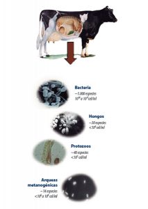 Microfauna Rumenala microbiota en rumiantes