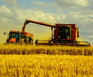 Materias primas: primeras revisiones para la cosecha de cereales de 2017