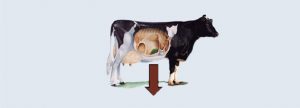 Factores nutricionales que influyen en la microbiota en rumiantes