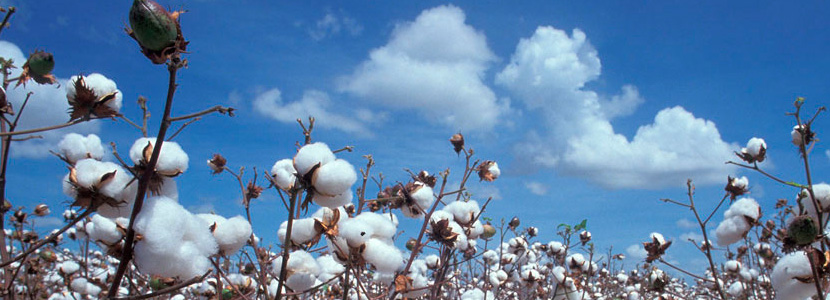 COAG-A pide al Gobierno prudencia ante la entrada de algodón transgénico
