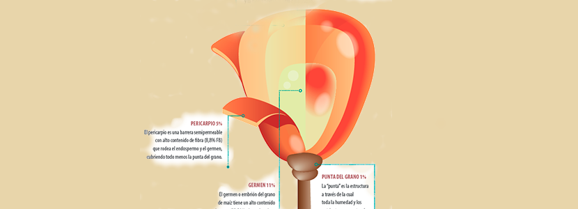 Pulpa blanca de maíz - nutriNews, la revista de nutrición animal Pulpa blanca de maíz - nutriNews, la revista de nutrición animal