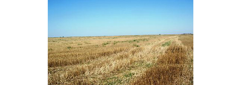 La falta de agua reduce drásticamente la producción de cultivos en Salamanca