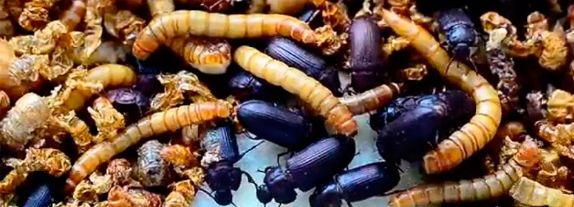 Nace el “insecto de granja” para alimentación animal