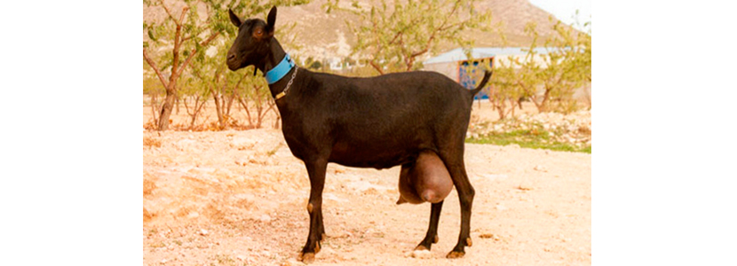 La adición de aminoácidos mejora los rendimientos productivos en cabras