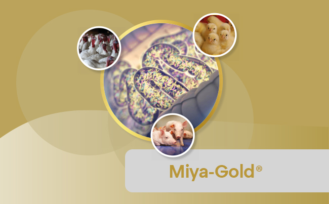 MIYA-GOLD<sup>®</sup>