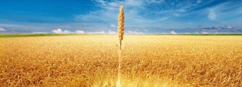 Uso eficaz de xilanasa en cereales de nueva cosecha