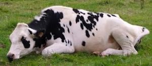 Vaca afectada de BSE