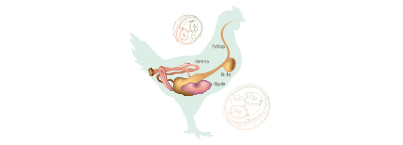 Cómo las micotoxinas agravan la coccidiosis en aves de corral
