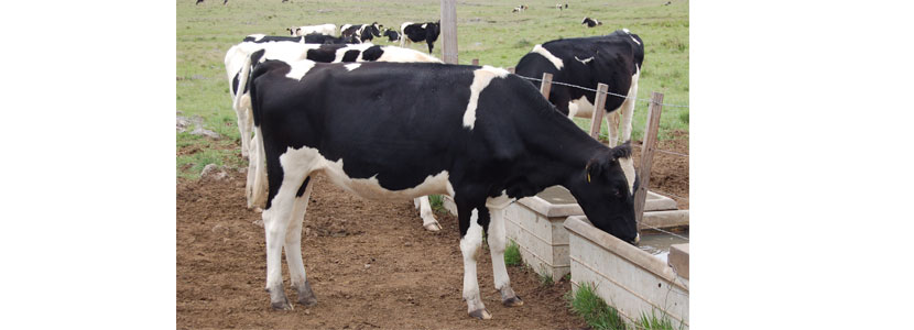 La importancia del agua en el ganado bovino