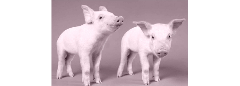 Evalúan la inocuidad de los alimentos derivados de animales clonados