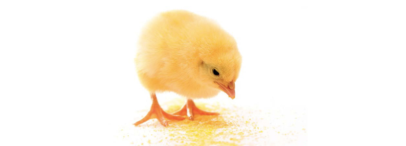 Mejorando la digestibilidad en aves con la suplementación de enzimas