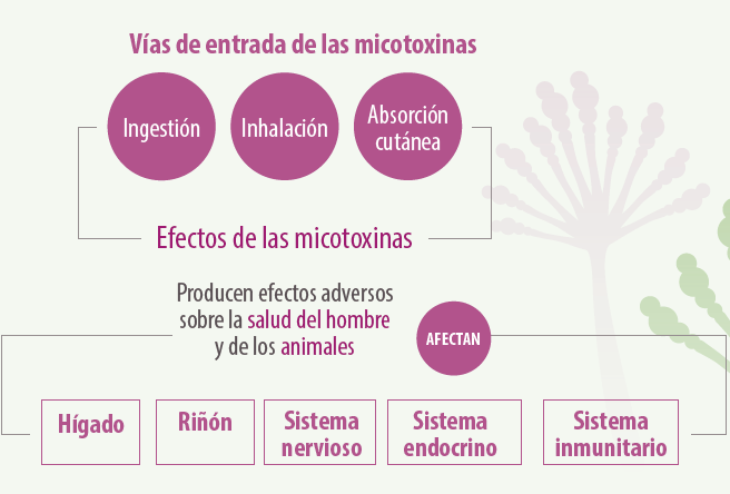 figura-vias-entradas-micotoxinas