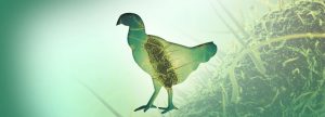 Uso de prebióticos para el control de salmonela en avicultura