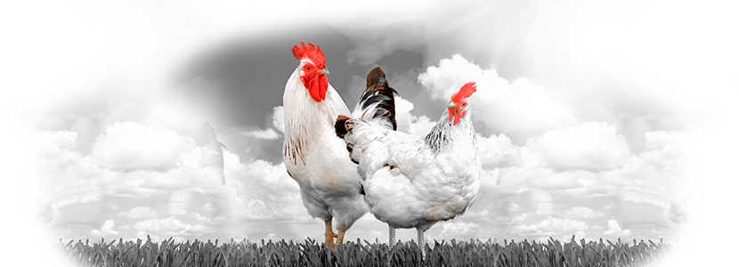 Estrategias para afrontar la producción avícola libre de antibióticos