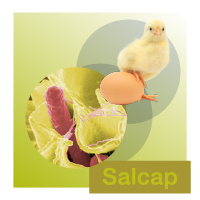 SALCAP<sup>® </sup>NT