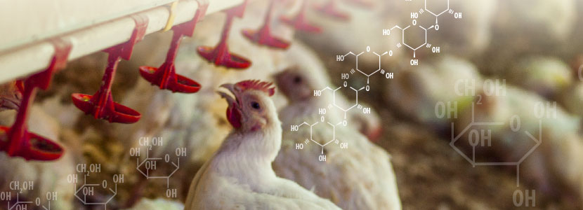 Cómo maximizar el valor nutricional del piensos en especies avícolas