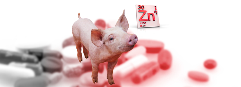 LEVUCELL SB Reducción de antibióticos y óxido de zinc en posdestete