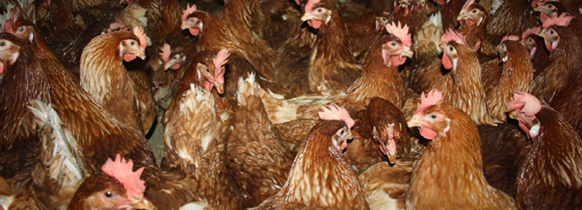 Resultados del uso de Zooallium<sup>®</sup>en especies avícolas
